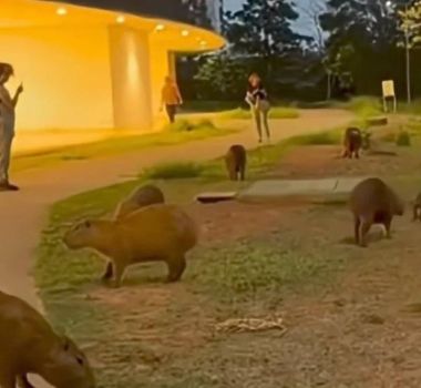 Imagem - Grupo de capivaras surpreende servidores ao passear por sede do governo de Minas Gerais