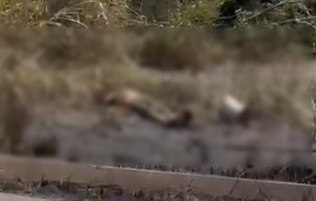 Idoso teria tentado apagar o fogo, quando o fio entrou em contato com a vítima, que morreu na hora -