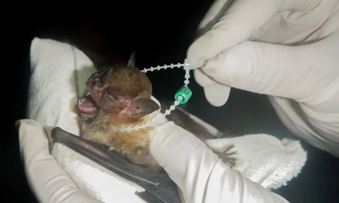 (O caso mobilizou equipes de saúde, que estão percorrendo imóveis próximos ao local onde o animal foi encontrado para orientar moradores e verificar possíveis situações de exposição ao vírus.)