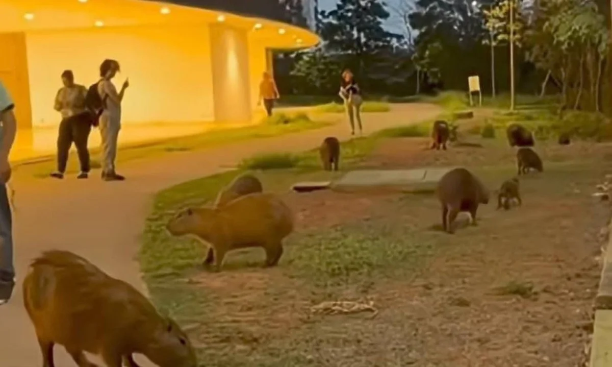 (Os animais foram vistos passeando pelo saguão entre os prédios Minas e Gerais, no bairro Serra Verde, na Região Norte de Belo Horizonte.)