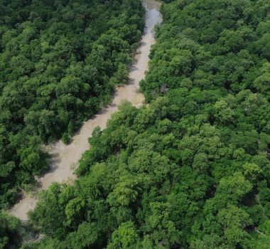 Imagem - Amazônia atinge menor nível de desmatamento em 41 anos, de acordo com o MapBiomas
