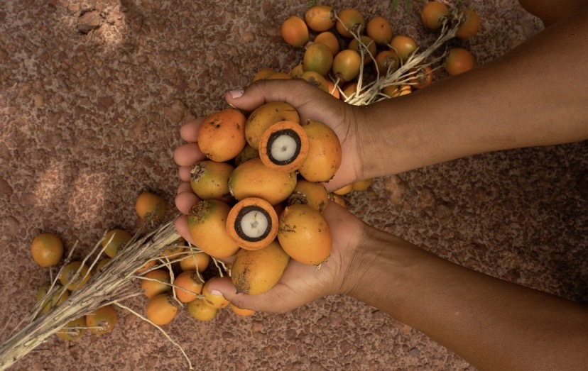 Documento reúne riscos para o negócio, estratégias de adaptação e metas de redução de emissões; ingredientes amazônicos somaram R$ 584,2 milhões em receita líquida em 2025