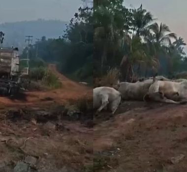 Imagem - Vídeo: Incêndio destrói carreta com gado e deixa animais mortos na BR-163, no Pará