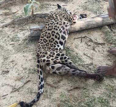 Imagem - Criança indígena morre após ataque de onça em aldeia no Pará
