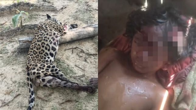 Criança foi atacada por onça neste sábado -