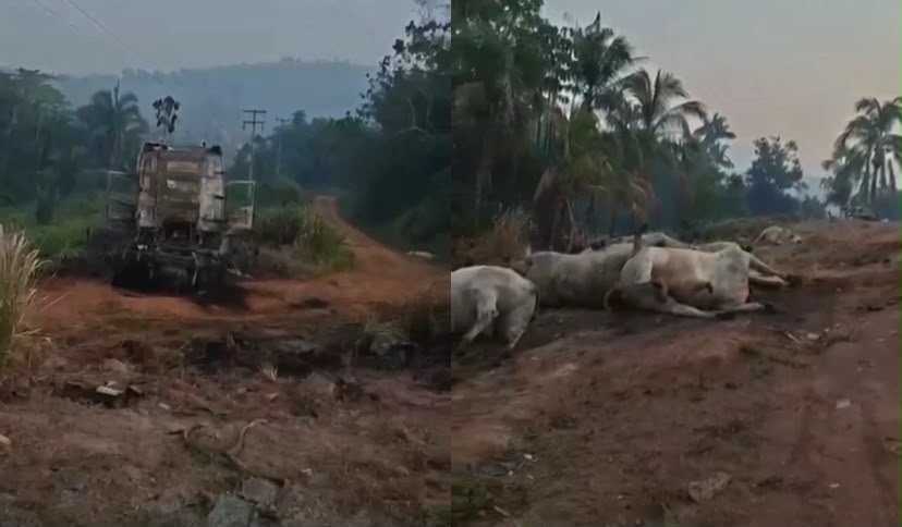 Vídeo mostra veículo consumido pelo fogo e bovinos mortos e feridos às margens da rodovia, na região de Trairão