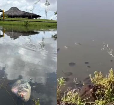 Imagem - Altas temperaturas podem ter provocado mortes de peixes no Parque do Utinga em Belém