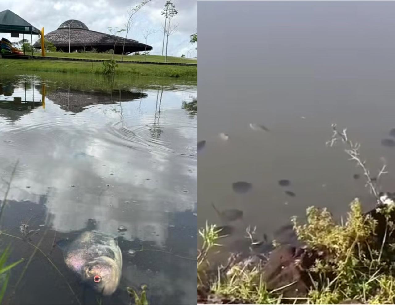 Altas temperaturas podem ter provocado mortes de peixes no Parque do Utinga em Belém