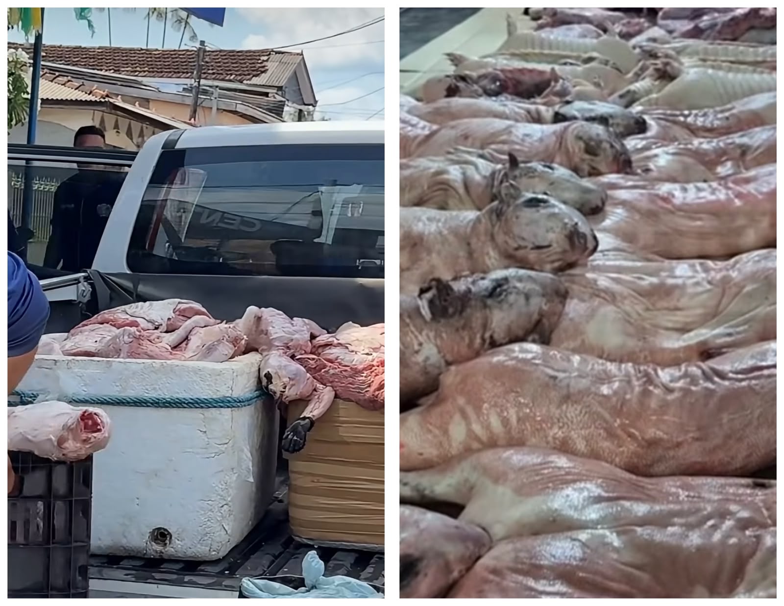 Operação apreende grande quantidade de carnes de caça em Portel, no Pará