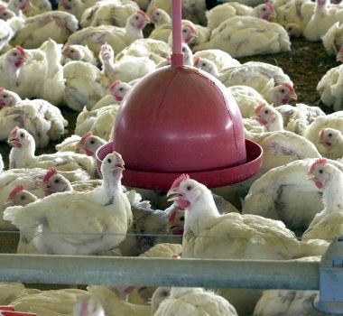 Imagem - México suspende importação de aves do Brasil após foco da doença de Newcastle em SC