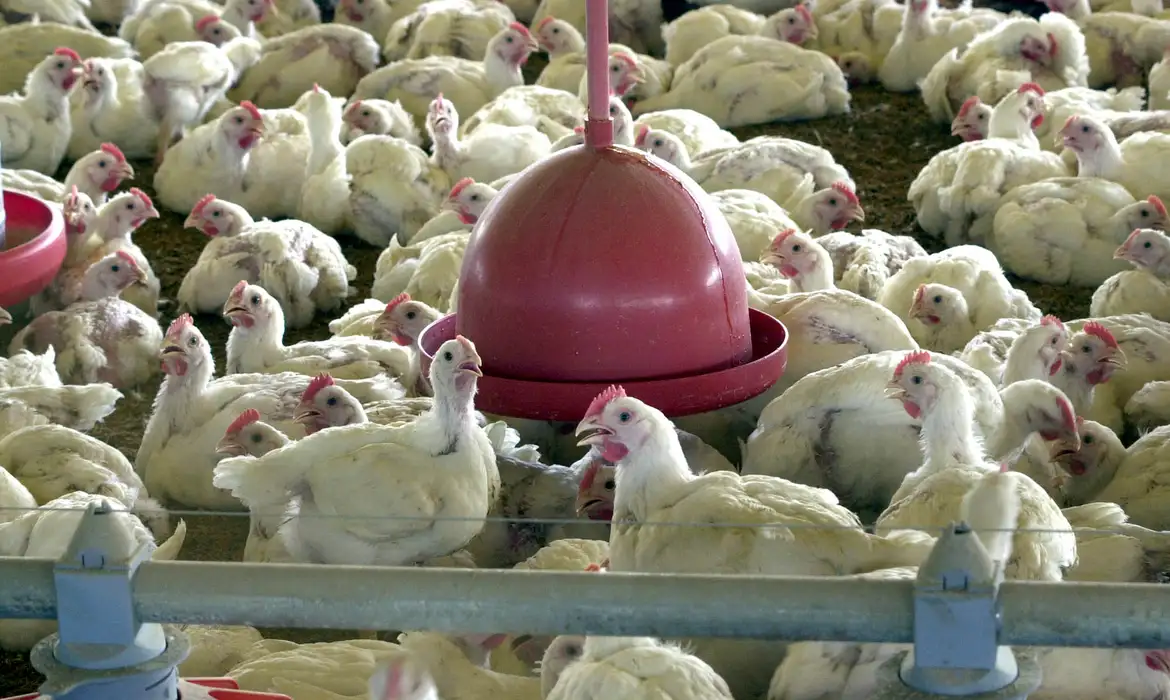 O governo do México determinou a suspensão da importação de produtos avícolas procedentes do Brasil.
