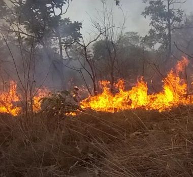 Imagem - Queimadas deixam animais mortos e destroem vegetação no oeste do Pará