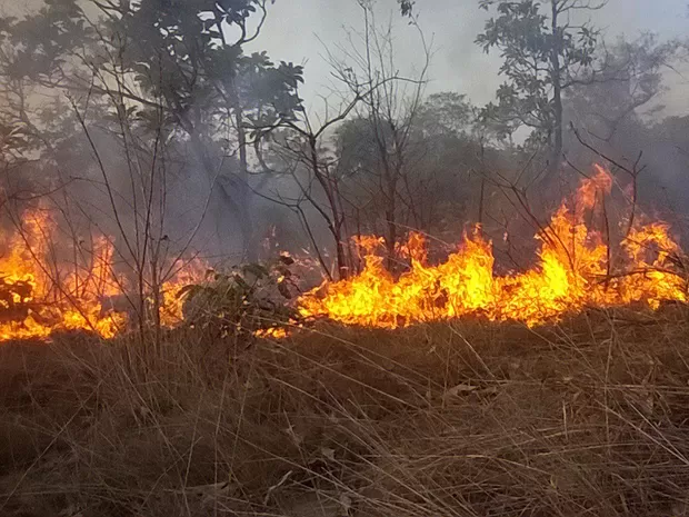 Além de ameaçar animais e destruir a floresta, as queimadas podem configurar crime ambiental.
