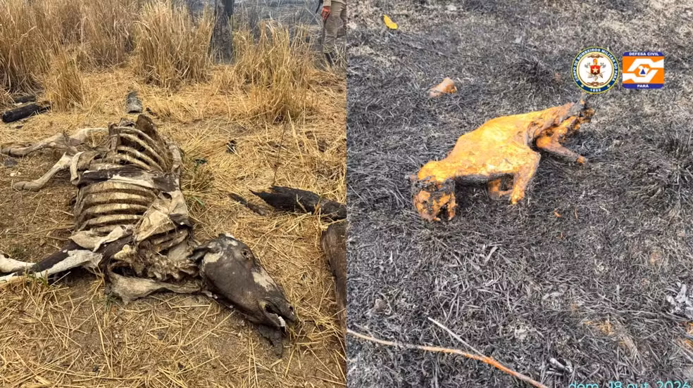 Animais mortos em decorrência das queimadas na região