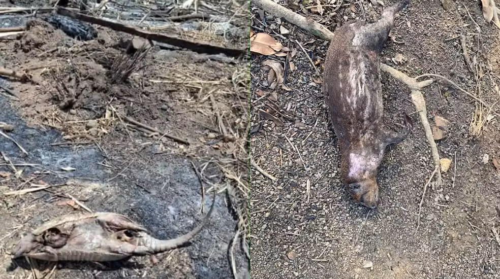 Animais mortos em decorrência das queimadas na região