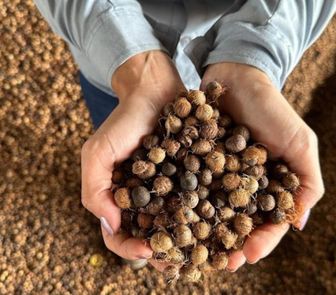 Imagem - De resíduo a energia limpa: uso do caroço de açaí impulsiona economia circular
