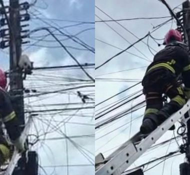 Imagem - Vídeo: Bombeiros resgatam gato que subiu em poste e corria risco de choque em Parauapebas