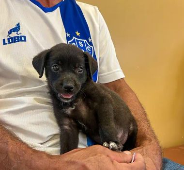 Imagem - Projeto 'ReinserCão' incentiva a adoção responsável de cães e capacita detentos no Pará