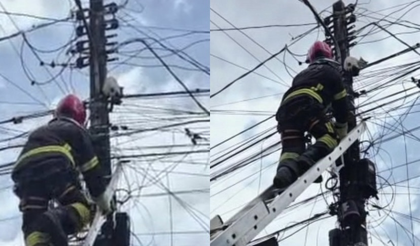 Animal foi encontrado em um poste na Rua Sete de Setembro, no bairro Verde, e mobilizou uma equipe do Corpo de Bombeiros nesta quinta-feira (22).