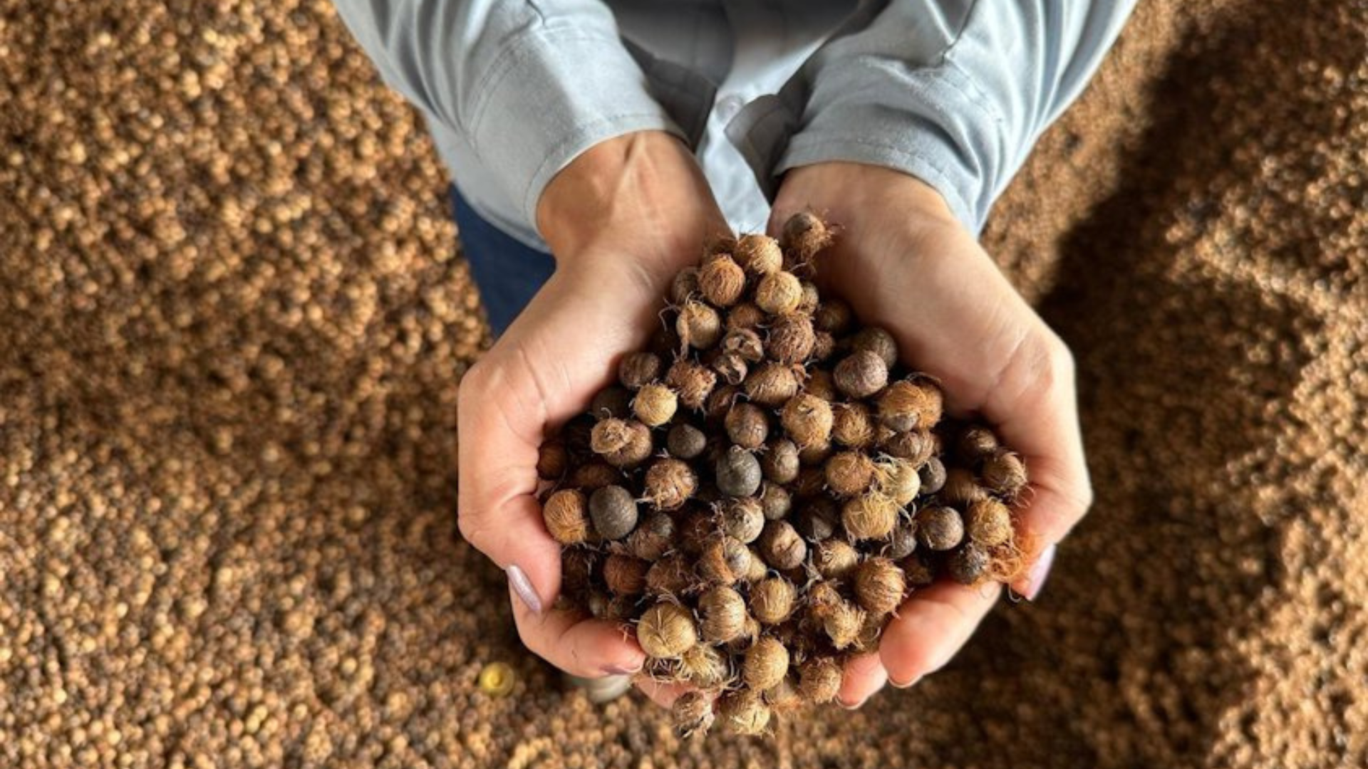 Imagem - De resíduo a energia limpa: uso do caroço de açaí impulsiona economia circular