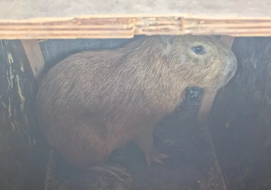 Imagem - Capivara de 30 kg é resgatada por bombeiros após ser atropelada em Parauapebas