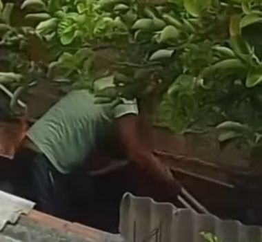 Imagem - Homem é preso em flagrante após agredir cachorro com golpes de enxada em Belém
