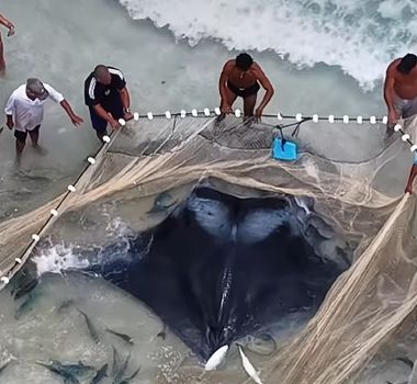 Imagem - Raia-manta gigante é resgatada de rede de pesca e devolvida ao mar em Arraial do Cabo