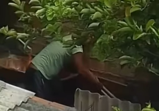 Imagem - Homem é preso em flagrante após agredir cachorro com golpes de enxada em Belém